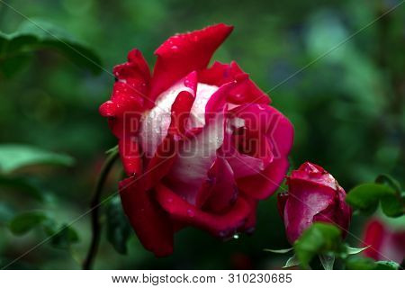 Macro Shot Of Red Rose In Soft Focus