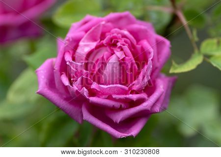 Macro Shot Of Pink Rose In Soft Focus