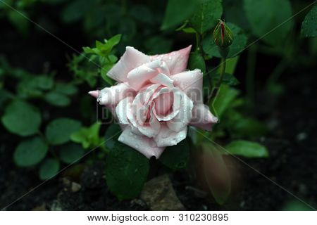 Macro Shot Of White Rose In Soft Focus