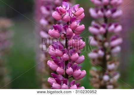 Photo Of Pink Flowers On The Field In Soft Focus