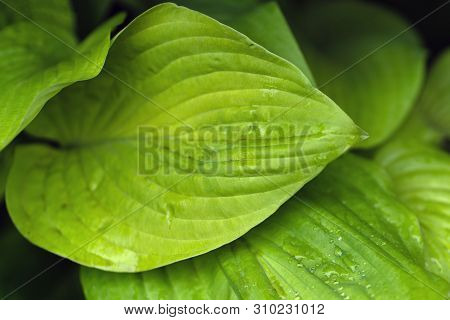 Macro Shot Of A Leaf With Dew Drops