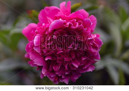 Macro Shot Of Pink Peony In Soft Focus