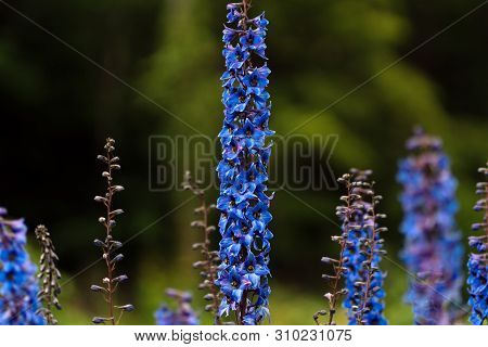 Photo Of Blue Flowers On The Field In Soft Focus