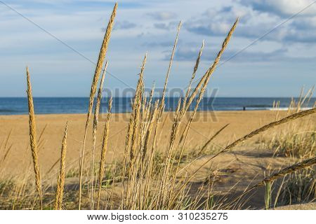 Close-up View Of Beach Grass (sea Oats) On Sandbridge Beach In Virginia Beach, Virginia.