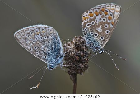 Farfalla