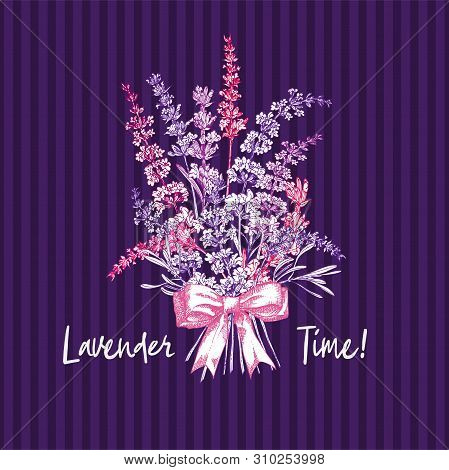 Bouquet Of Hand Drawn Color Sketch Of Lavender Flower And Cute Bows Isolated On Violet Background. F