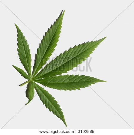 Cannabis
