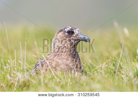 Natural Close-up Great Skua (stercorarius Skua) Sitting In Green Meadow