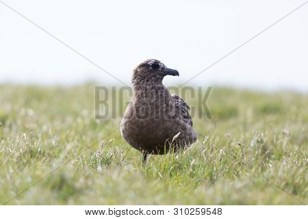 Portrait Natural Great Skua (stercorarius Skua) Standing In Green Meadow