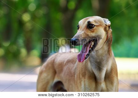 Dog Breed Greyhound