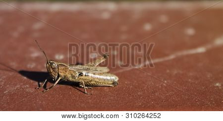 Small, Brown Grasshopper On The Red Concrete On Hot Summer Day