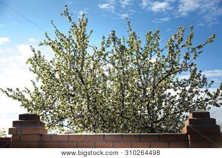 A Large Flowering Apple Tree With White Flowers