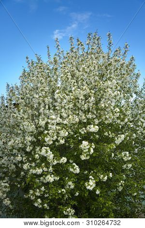 A Large Flowering Apple Tree With White Flowers