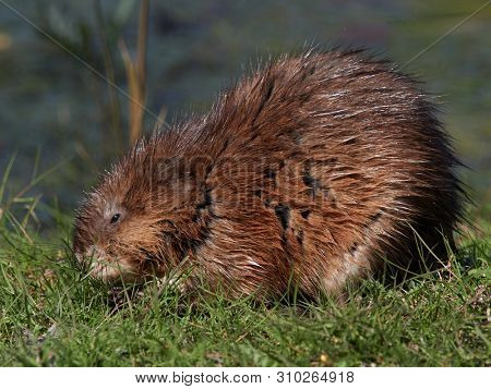 The muskrat (Ondatra zibethicus) in natural habitat