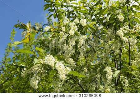A Large Flowering Apple Tree With White Flowers