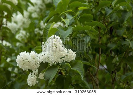 Clusters Of Blooming White Lilac In Early Spring