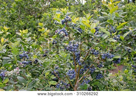 Ripe Blueberry Fruits On The Plantation. Abundance Of Berries On The Bush. High Yielding Northern Hi