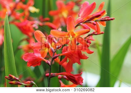 Crocosmia Or Montbretia Plant In Bloom With Orange Flowers