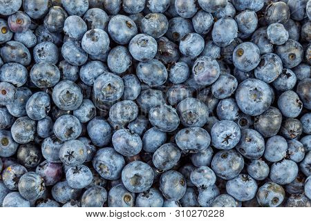 Background Covered With Fresh Ripe Blueberries With Copy Space