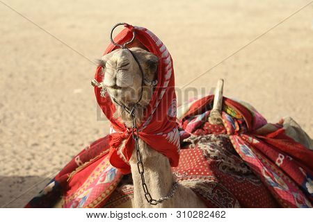 Camel In The Desert.