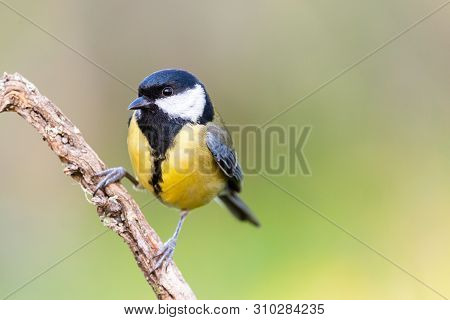 Parus Major Or Carbonero Comun With Copy Space For Text