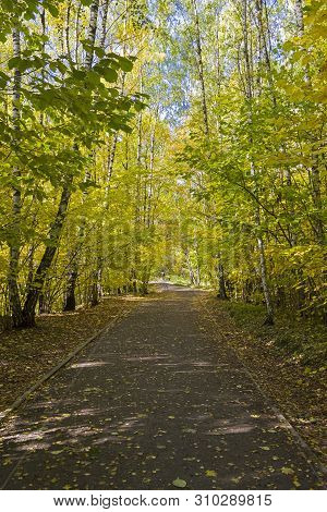 Footpath In The Forest Park.