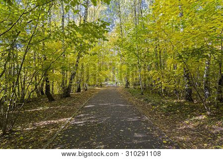 Footpath In The Forest Park.