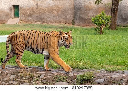 Bengal Tiger Walking In Chhatbir Zoological Park Situated Close To Zirakpur, India