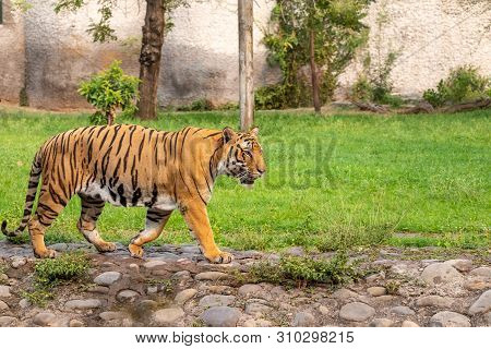 Bengal Tiger Walking In Chhatbir Zoological Park Situated Close To Zirakpur, India