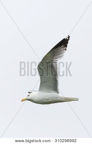 Portrait Flying Yellow-legged Gull (larus Michahellis), Spread Wings