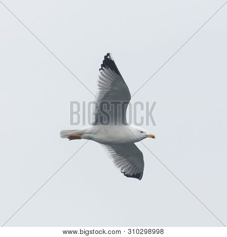 Close-up Flying Yellow-legged Gull (larus Michahellis), Spread Wings