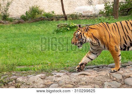 Bengal Tiger Walking In Chhatbir Zoological Park Situated Close To Zirakpur, India