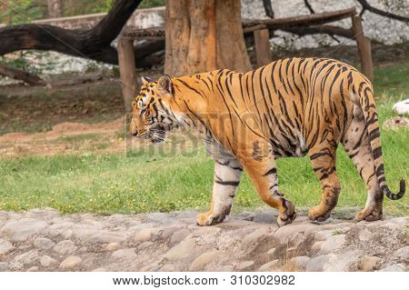 Bengal Tiger Walking In Chhatbir Zoological Park Situated Close To Zirakpur, India