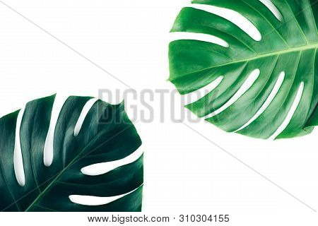 Two Tropical Jungle Monstera Leaves Isolated On White Background. Flat Lay Style.