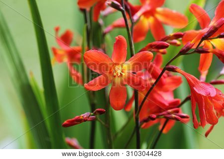 Crocosmia Or Montbretia Plant In Bloom With Orange Flowers
