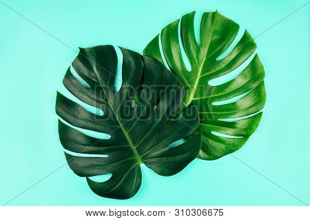Two Tropical Jungle Monstera Leaves Isolated On Blue Background. Flat Lay Style.