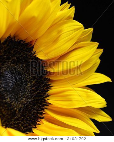 Zonnebloem close-up op zwarte achtergrond