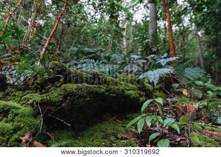 Mosses Cover The Decomposed Tree Trunk In Rainforest At Pha Hin Tok In Hala Bala Wildlife Sanctuary.