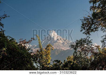 Landscape With Annapurna South, Hiunchuli And Machapuchare Fishtail Peaks Surrounded By Trees. Himal