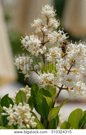 White Flowers Oval-leaved Privet With A Bee Close Up