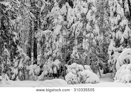 Close-up On Snow-covered Coniferous Trees In Yosemite National Park, California, Usa, Featuring Snow