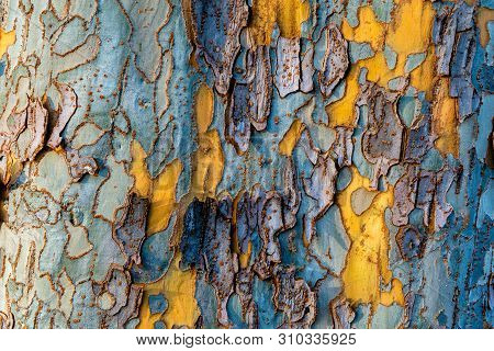 The Bark Of A Sycamore Tree Displaying The Colors Yellow, Blue And Purple- Texture Or Background