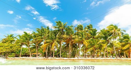 Coconut Palm Trees Very Close To The Water In Bois Jolan Beach In Guadeloupe, French West Indies. Le