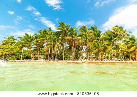 Coconut Palm Trees Very Close To The Water In Bois Jolan Beach In Guadeloupe, French West Indies. Le