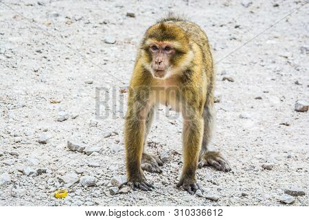 Wildlife Macaques Monkeys In Moroccan Cedar Forest Near Azrou, Morocco