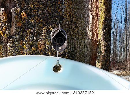 Close-up Of Metal Maple Syrup Tapping Spile In Tree With Sap Dripping Into Plastic Pail With Bush In