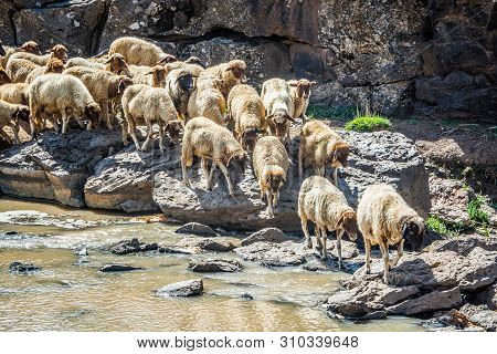 Sheep Passing By River In Moroccan Mountains