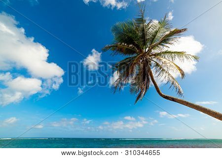 Palm Tree In Autre Bord Beach In Guadeloupe, French West Indies. Lesser Antilles, Caribbean Sea