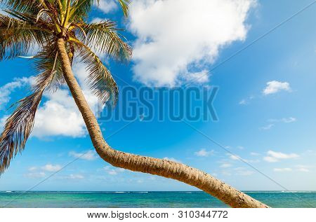 Coconut Palm Tree In Autre Bord Beach In Guadeloupe, French West Indies. Lesser Antilles, Caribbean 