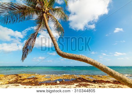 Palm Tree In Autre Bord Beach In Guadeloupe, French West Indies. Lesser Antilles, Caribbean Sea